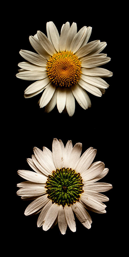 Two Sides To Every Daisy No Text Photograph by Weston Westmoreland