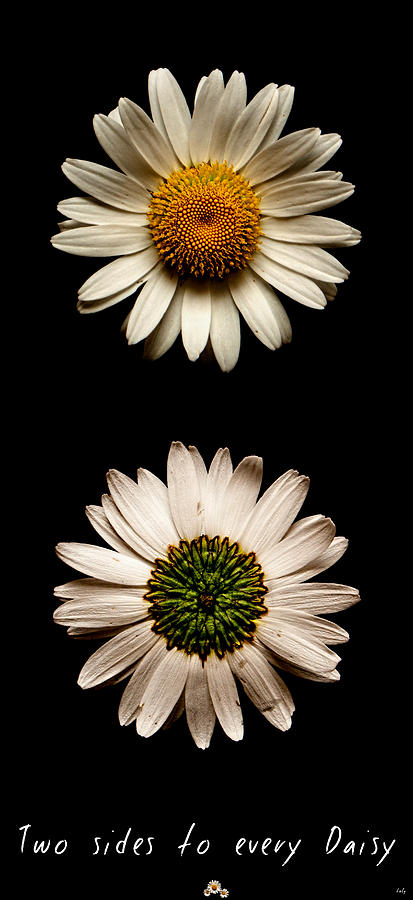 Two Sides To Every Daisy Photograph by Weston Westmoreland