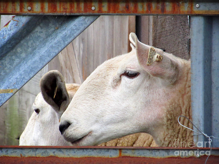 Sheep Photograph - Two Sideviews by Tina M Wenger