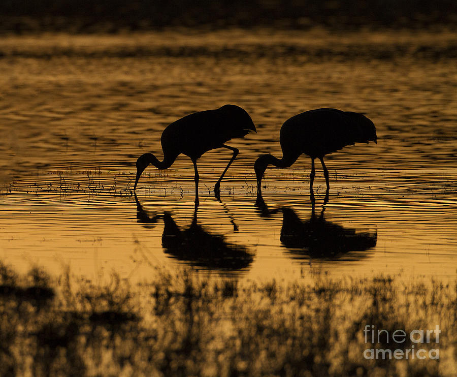 Two Silhouetted Cranes Photograph by Ruth Jolly