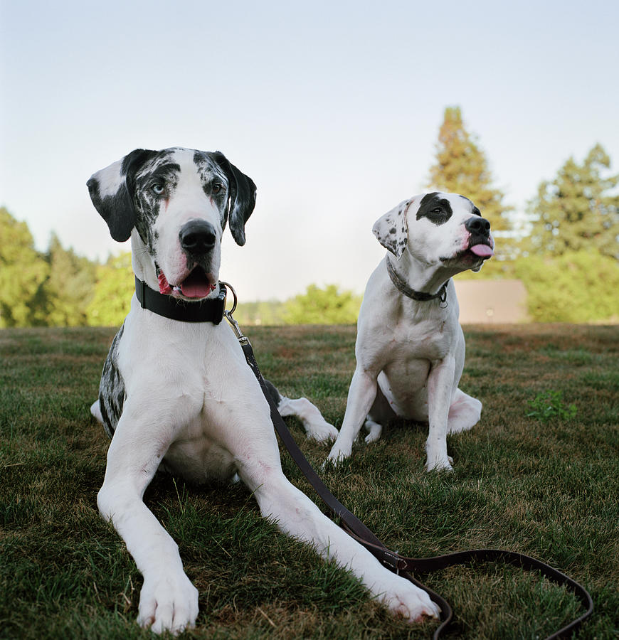 Two Silly Dogs In Park Photograph by Danielle D. Hughson