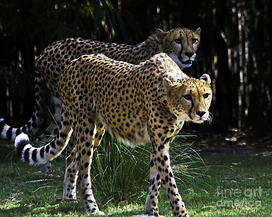Two Sisters Hunting Photograph by Ken Frischkorn
