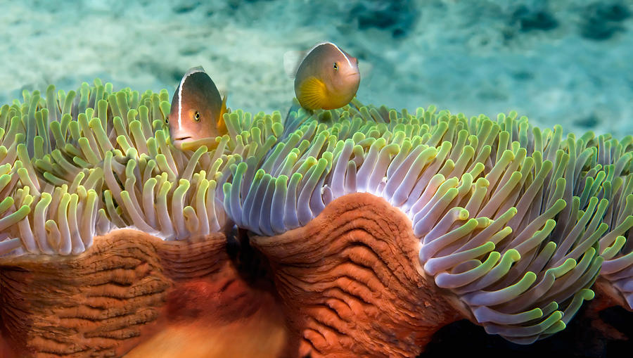 Fish Photograph - Two Skunk Anemone Fish And Indian Bulb by Panoramic Images