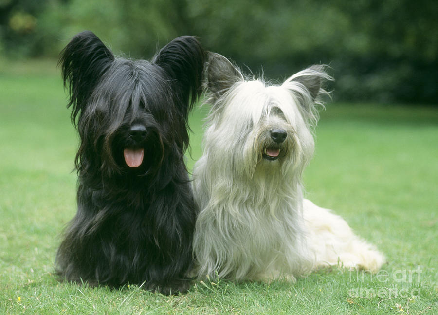 two-skye-terriers-photograph-by-john-daniels-fine-art-america