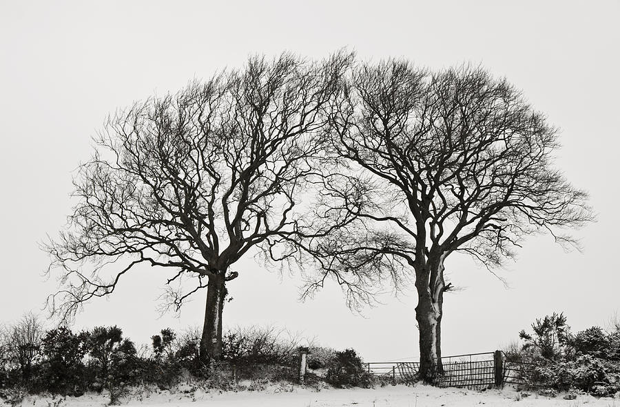 Two snowy trees Photograph by Pete Hemington