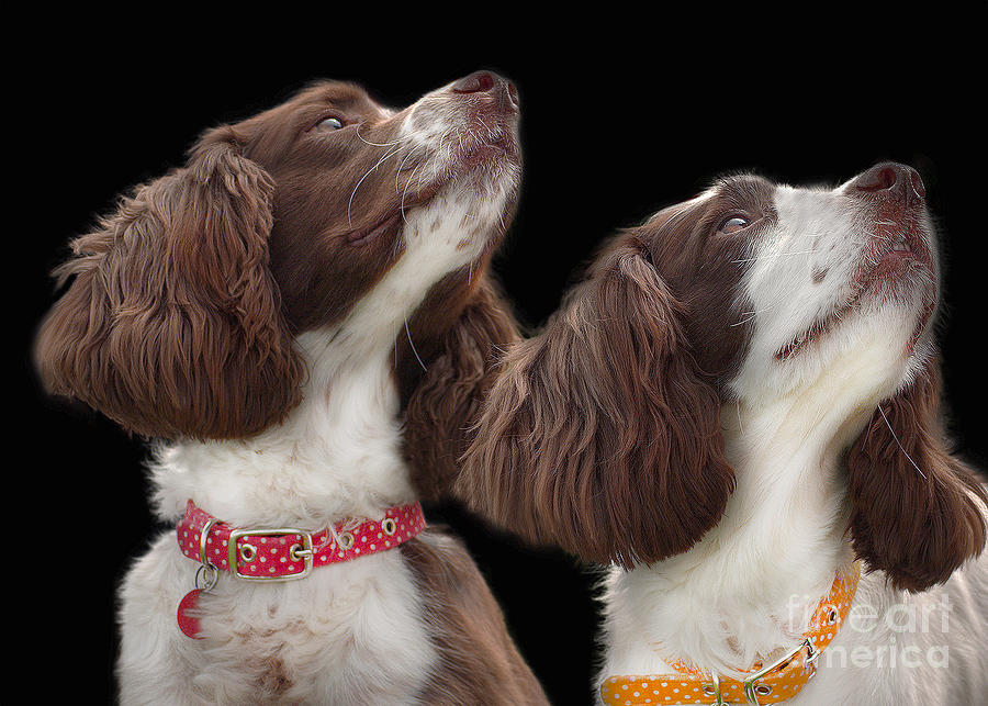 Two spaniels Photograph by Linsey Williams