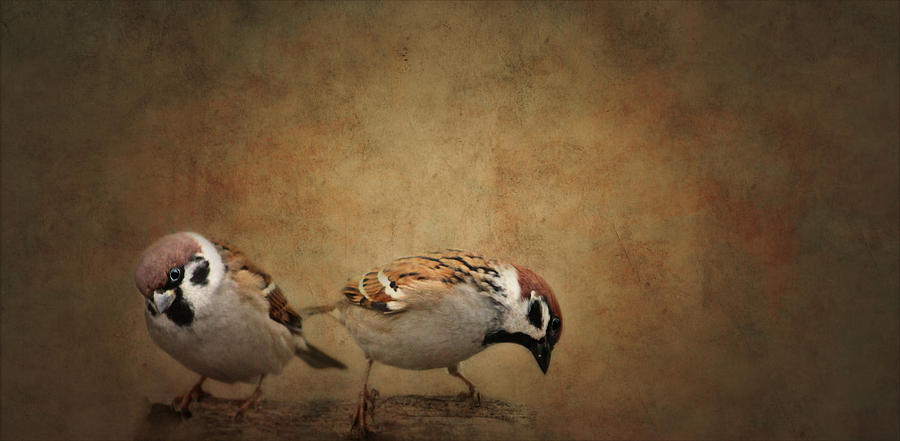 Sparrow Photograph - Two Sparrows by Heike Hultsch