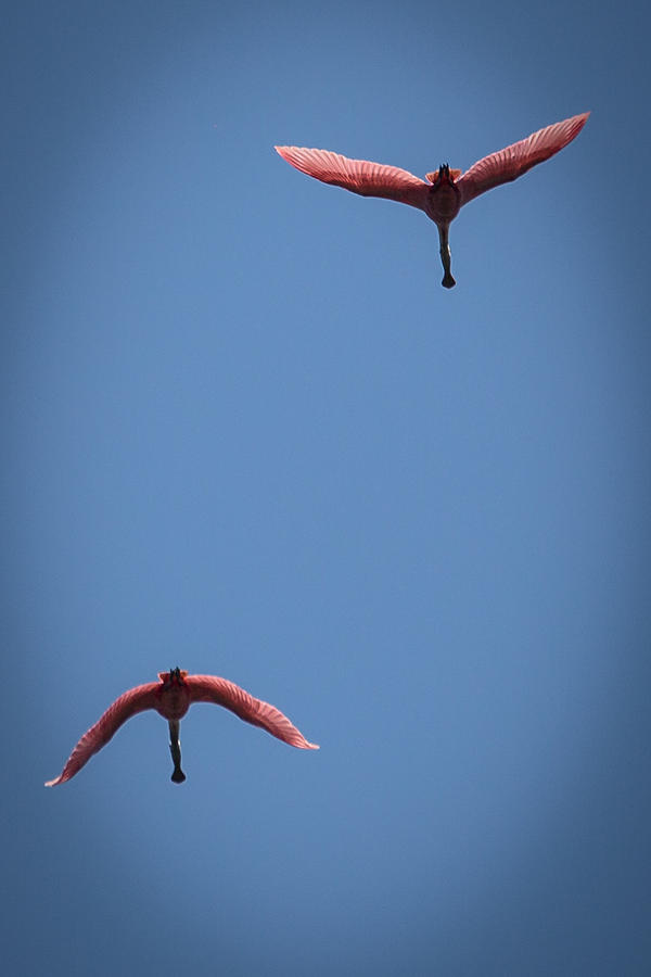 Two Spoonbills Overflying the Swamp Photograph by Gregory Daley  MPSA