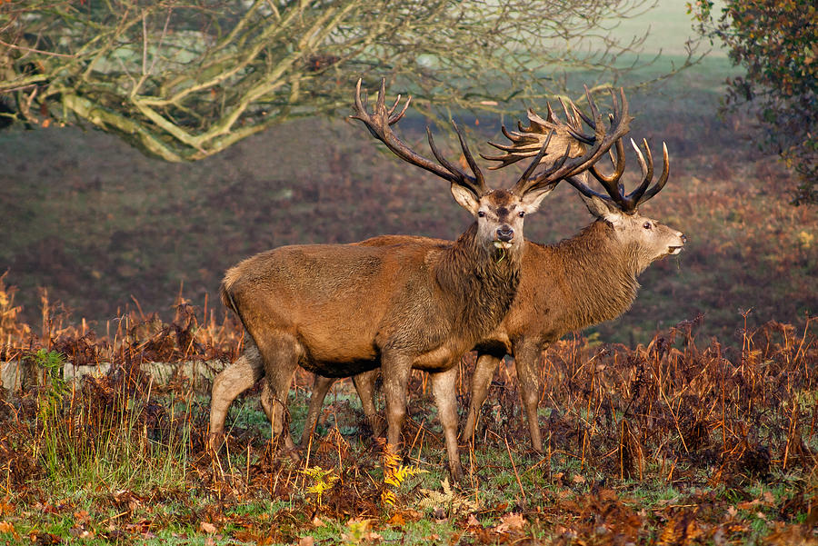 Two Stags Photograph by Scott Carruthers