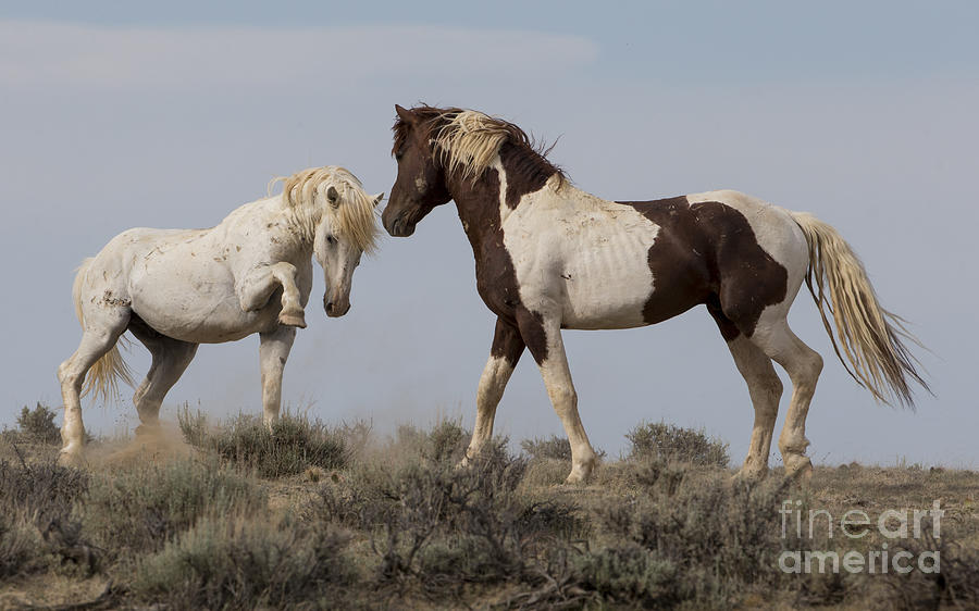 Two Stallions Face Off Photograph by Carol Walker - Fine Art America