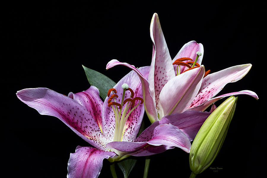 Two Star Lilies Photograph by Phyllis Denton