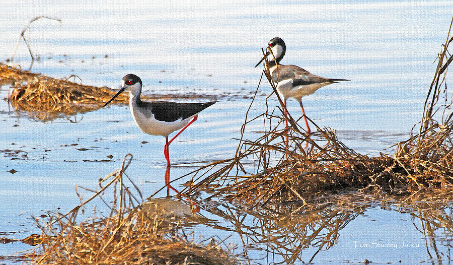 Two Stilts At The Pond Photograph by Tom Janca