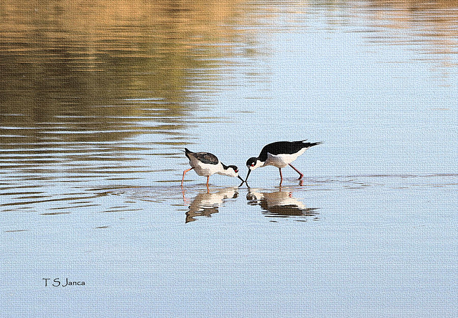 Two Stilts De Bugging The Pond Photograph by Tom Janca