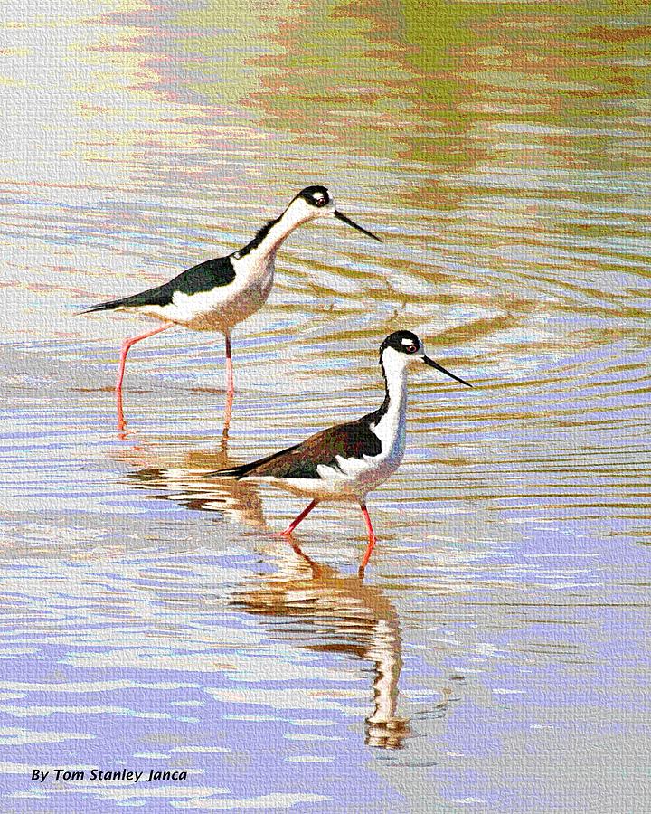 Two Stilts In The Pond Photograph by Tom Janca