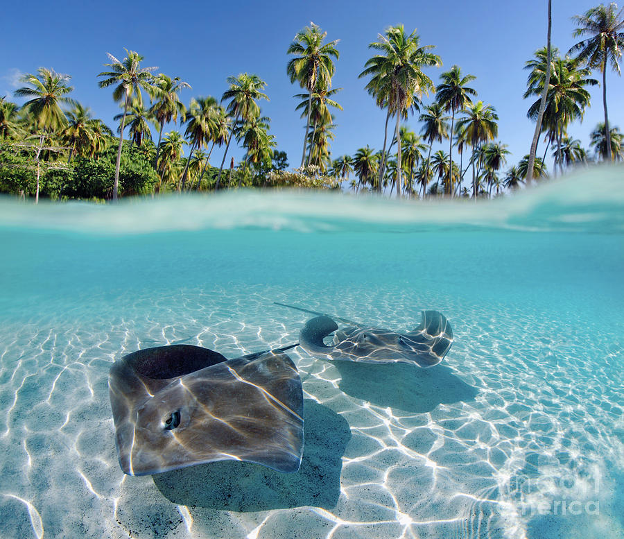 Paradise Photograph - Two Stingrays 1 by M Swiet Productions