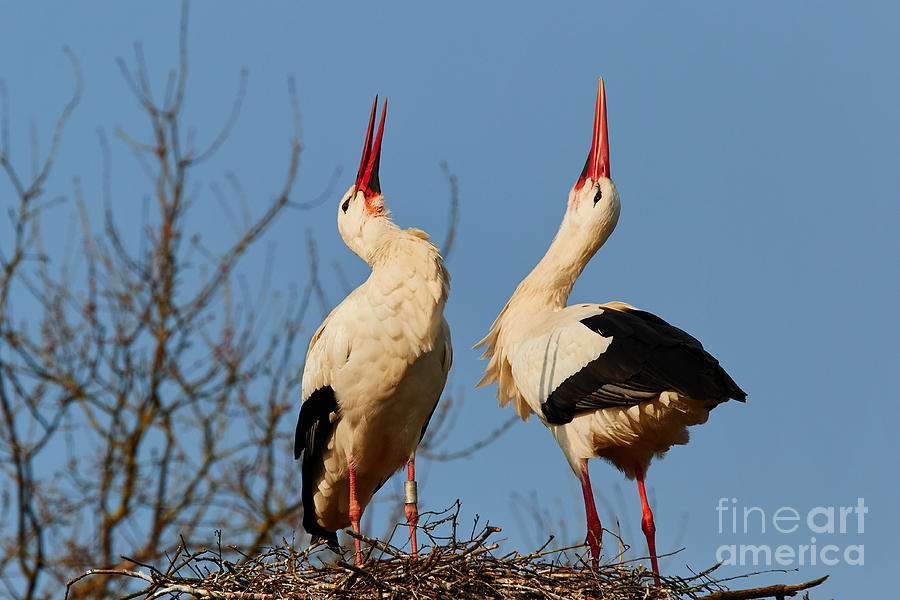 Two storks Courting on a nest II Photograph by Nick  Biemans