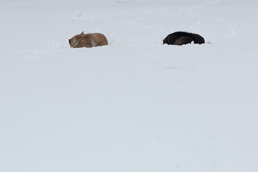 Two Stray Dogs Sleeping In The Snow Photograph by Andrei Spirache
