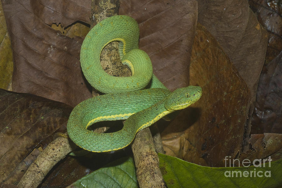 Two-striped Forest Pit Viper Photograph by William H. Mullins