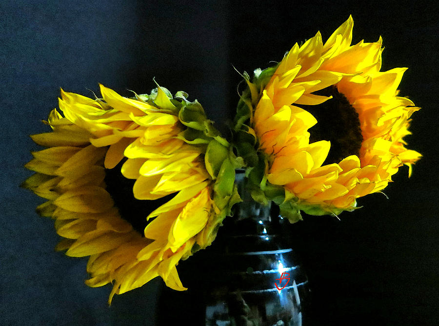 Two Sunflowers - Black Vase Photograph by Patricia Januszkiewicz
