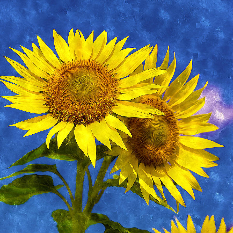 Two Sunflowers Over Blue Sky by Lanjee Chee