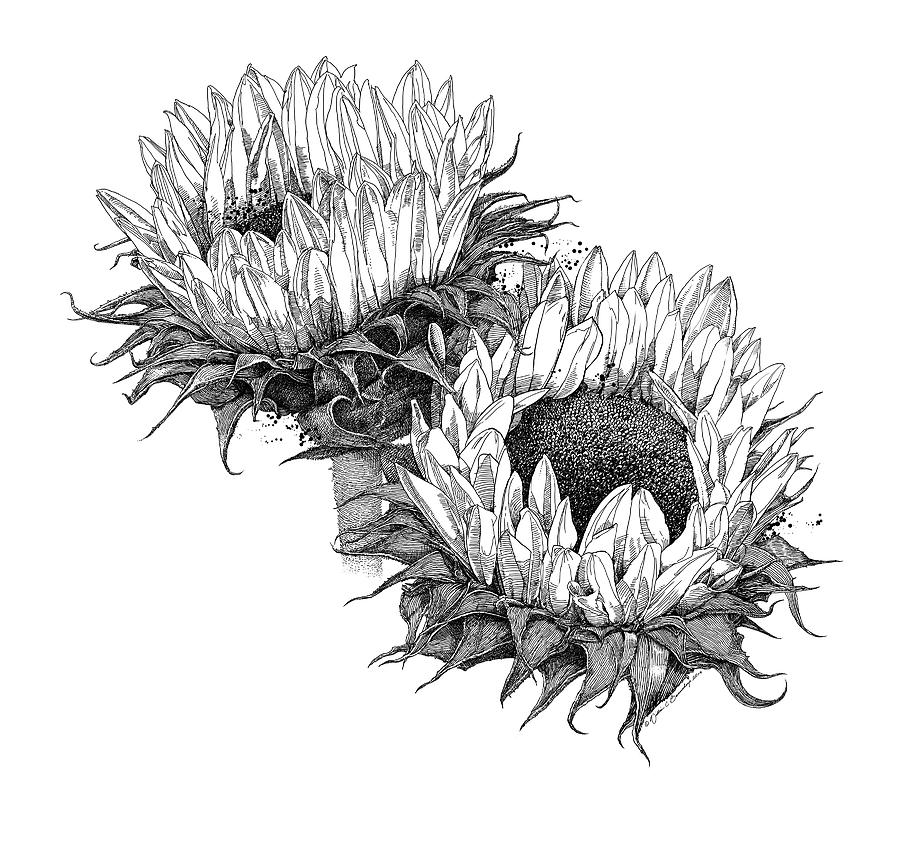 Sunflowers Drawing - Two Sunflowers by William Beauchamp.