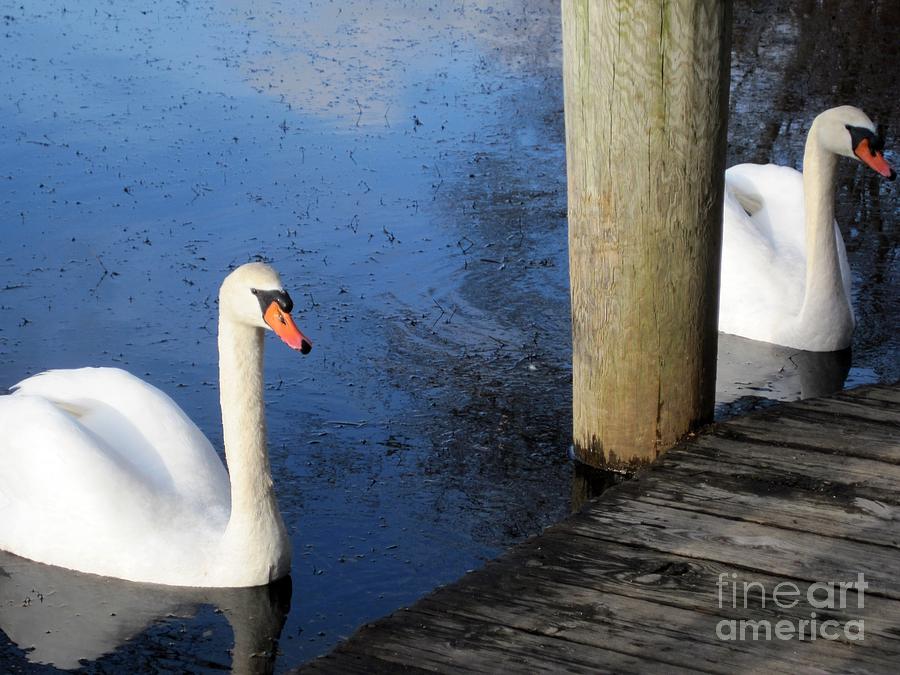 Two Swans a Swimming Photograph by Lynellen Nielsen