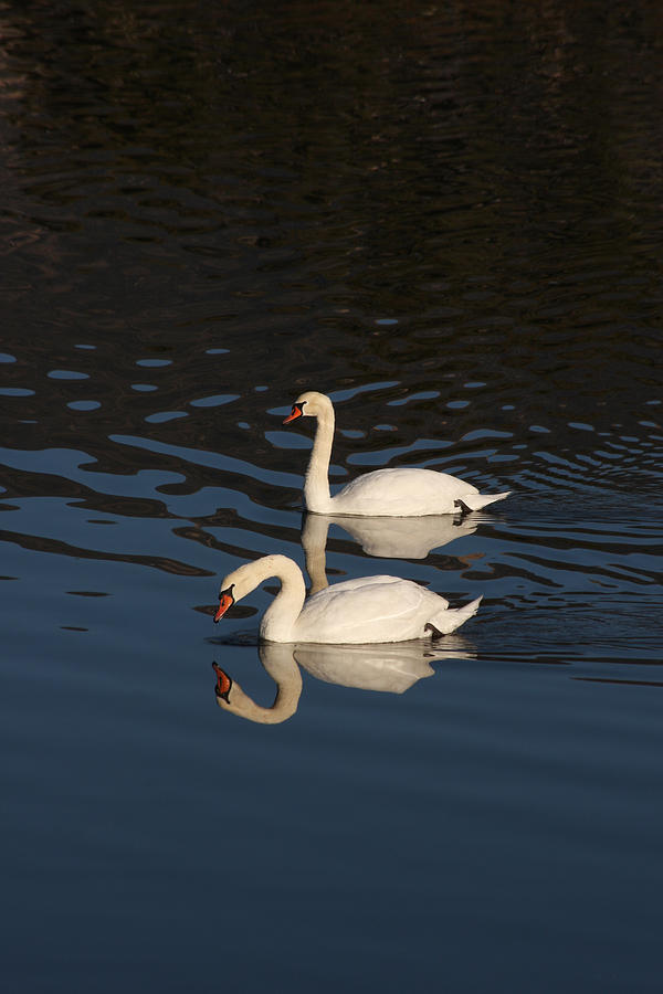Swan Photograph - Two Swans by Bob and Jan Shriner