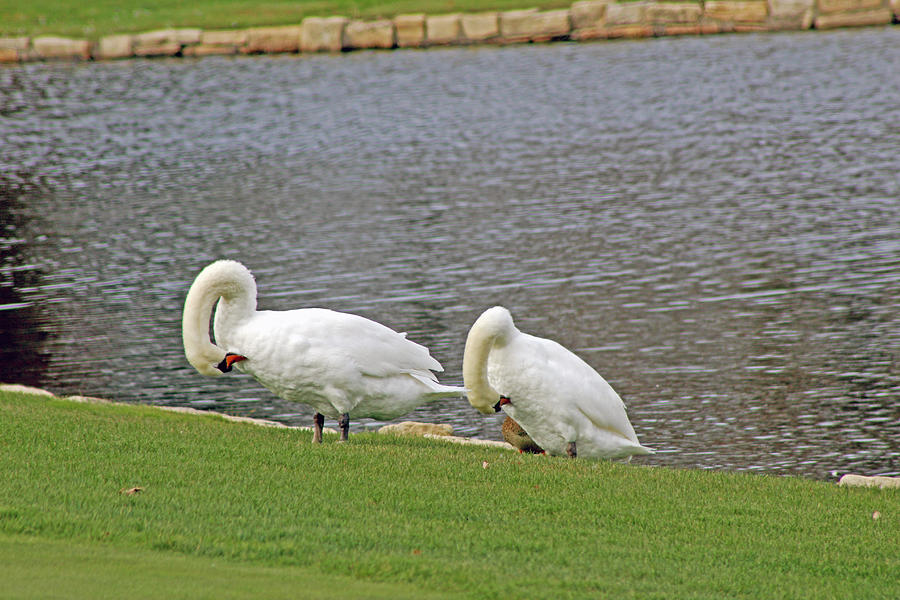 Two Swans Grooming Photograph