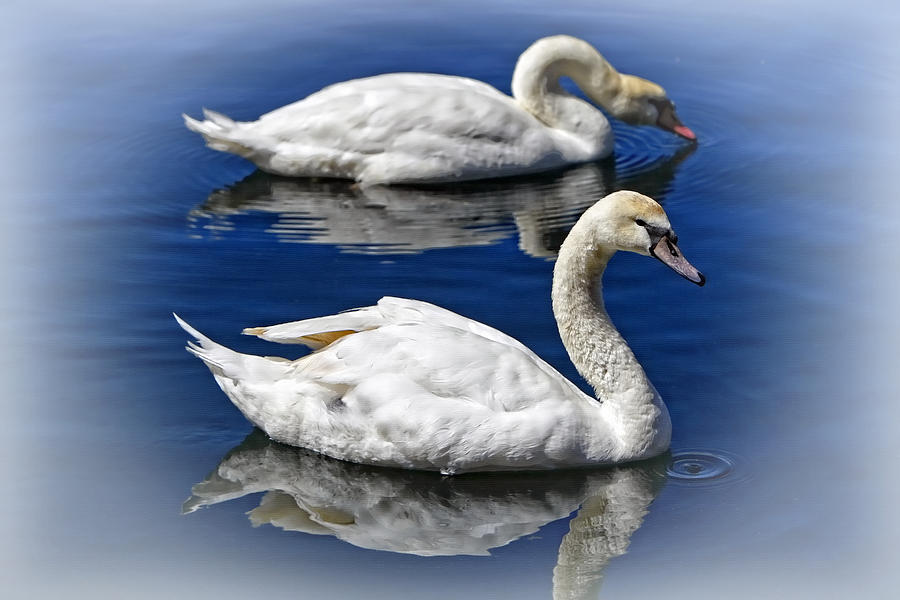 Two Swans Swimming by Lincoln Rogers Photograph by Lincoln Rogers