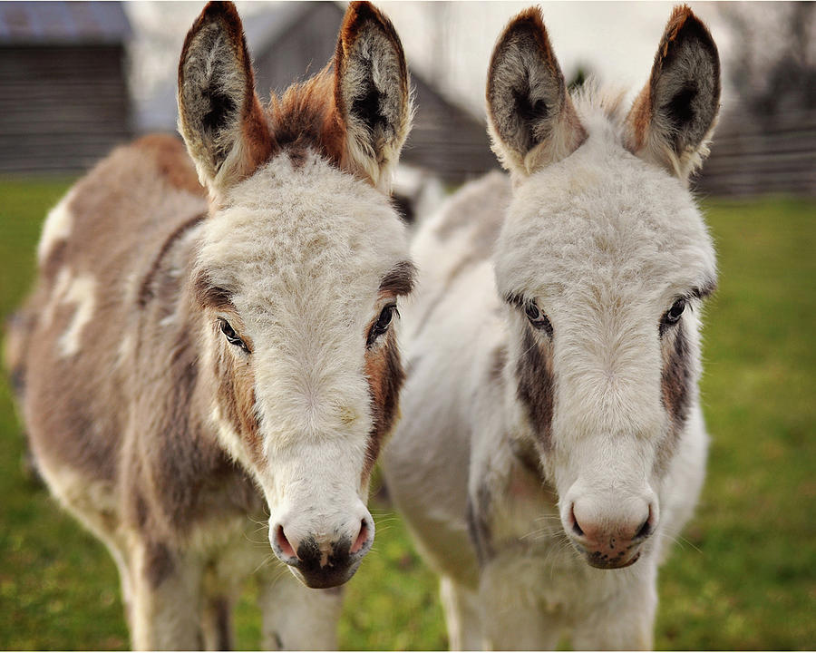 Two Sweet Donkeys Photograph by Image By Sherry Galey
