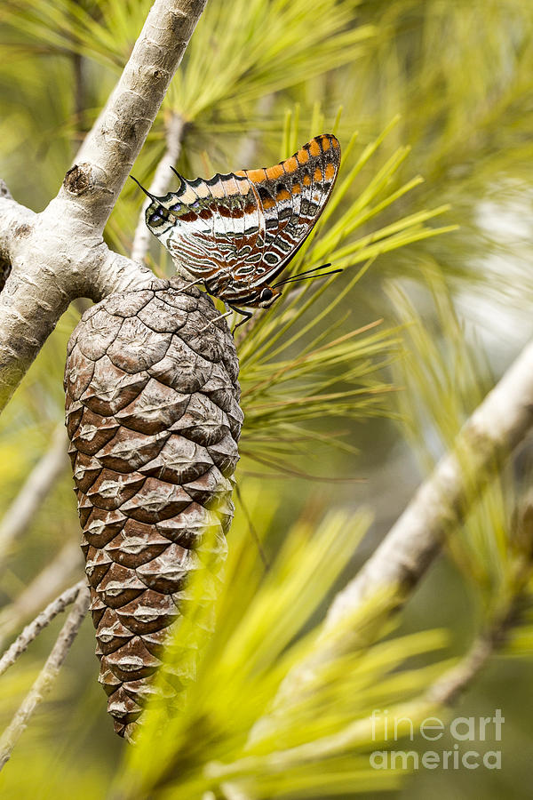 Two-tailed Pasha Charaxes jasius Photograph by Alon Meir