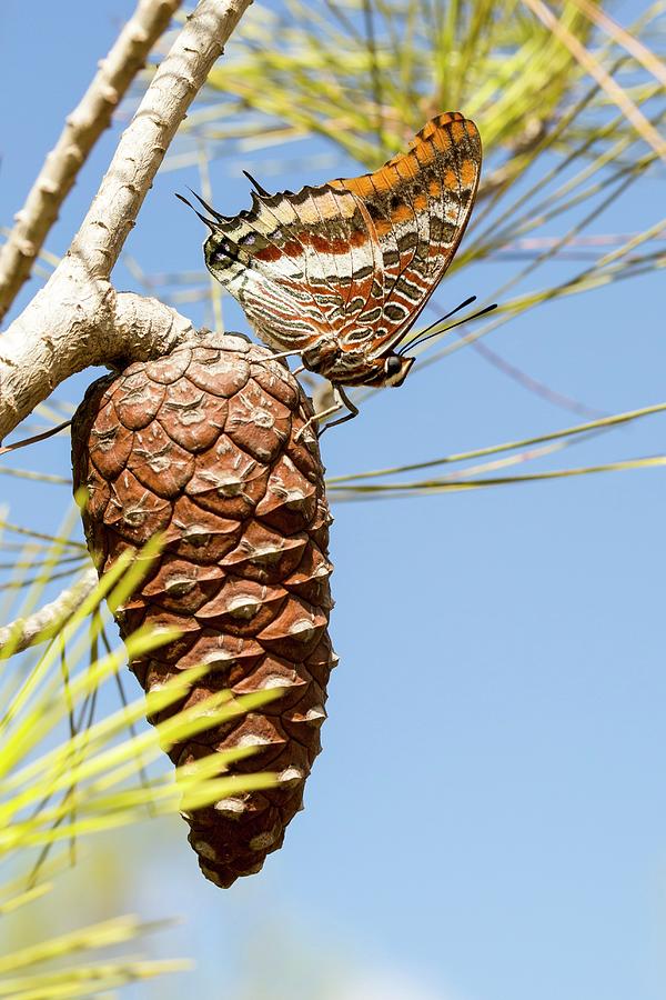 Butterfly Photograph - Two-tailed Pasha (charaxes Jasius) by Photostock-israel