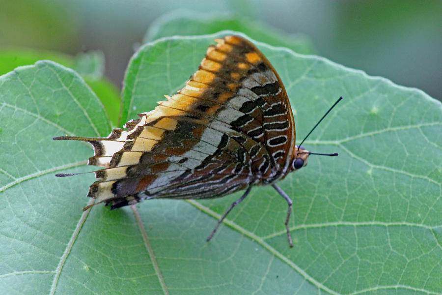 Two-tailed Pasha Photograph by Tony Murtagh