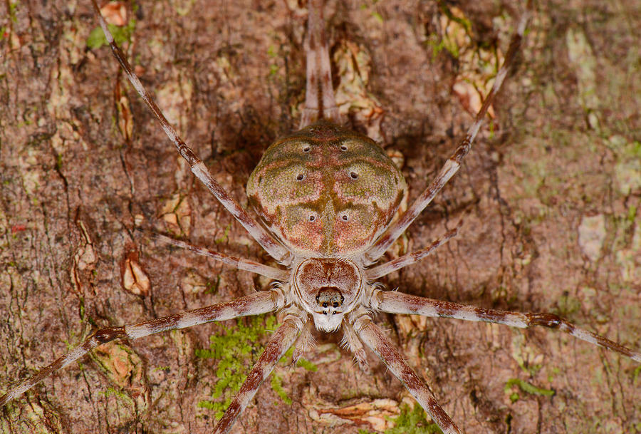 Two-tailed Spider Photograph by Francesco Tomasinelli