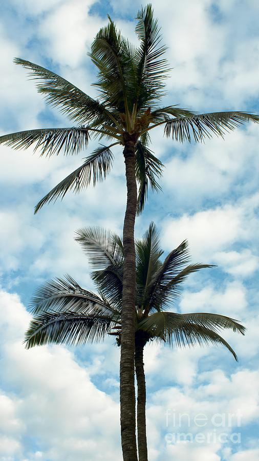 Two Tall Palms Photograph by Peggy Hughes