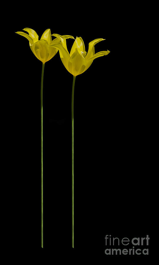Abstract Photograph - Two tall yellow tulips isolated on black by Ingela Christina Rahm