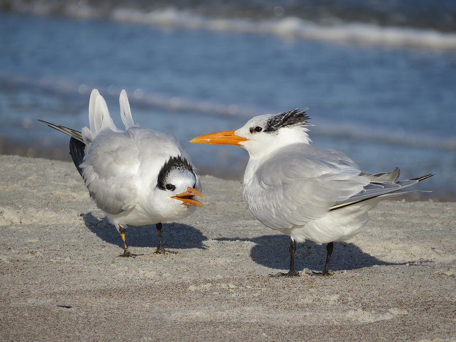 Two Terns Talking Photograph by Ellen Meakin