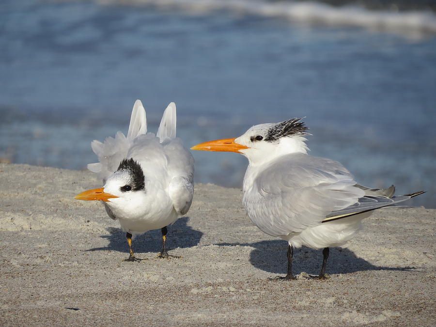 Two Terns Watching Photograph by Ellen Meakin