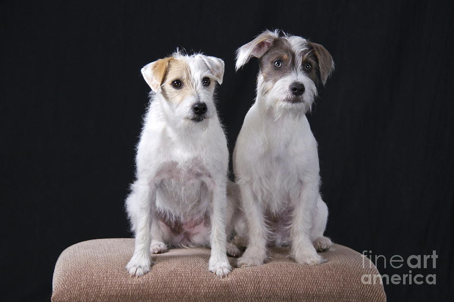 Two Terriers Photograph by Sean Griffin