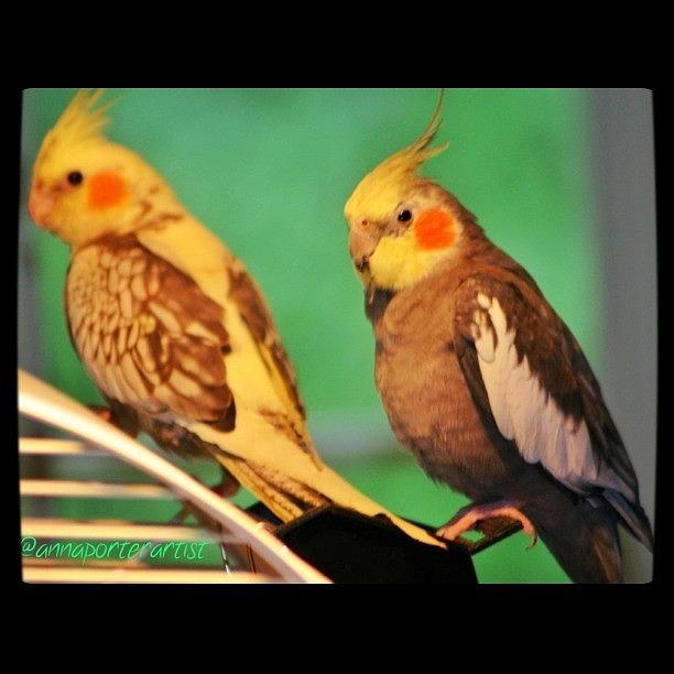Bird Photograph - Two Tiels Chillin by Anna Porter