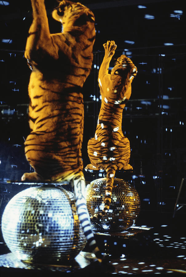Two tigers standing on hind legs on reflection balls Photograph by Jerry Yulsman