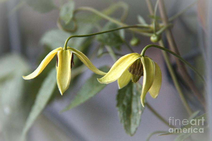 Two tiny clematis  Photograph by Yumi Johnson