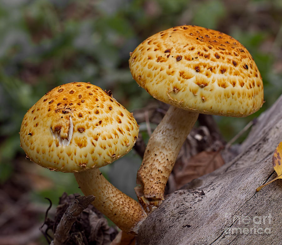 Two Toadstool Chums On A Log Photograph by Barbara McMahon