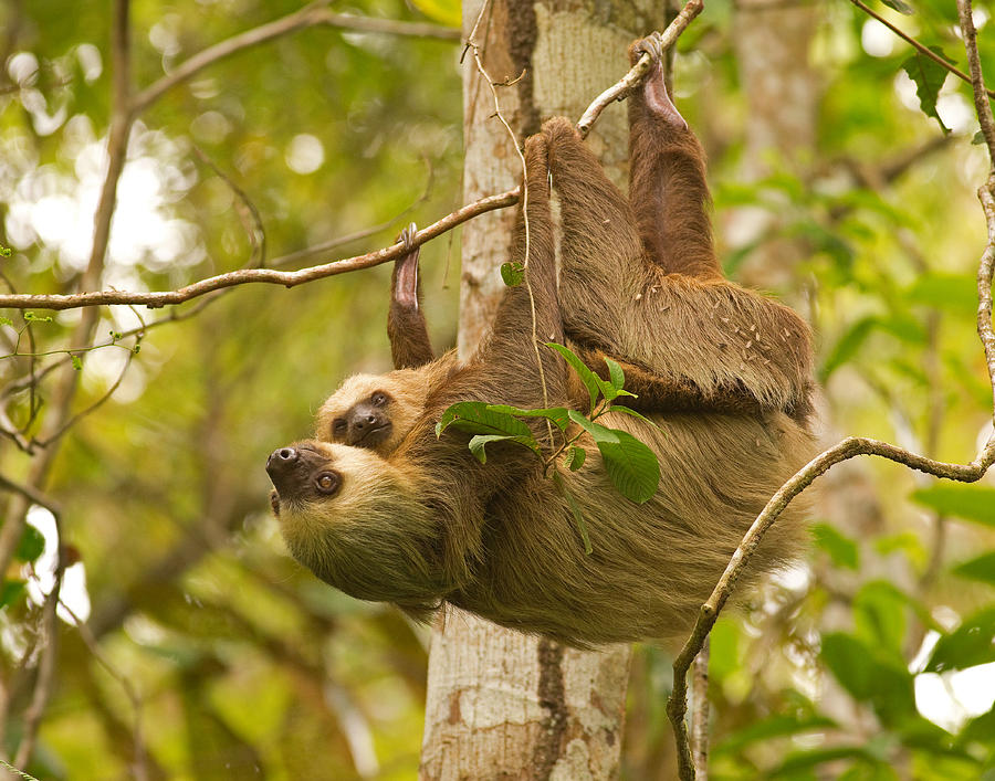 Panama Photograph - Two-toed Sloth by Brian Magnier Panama Photograph - Two-toed Sloth by Brian Magnier
