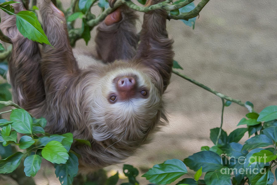 Jungle Digital Art - Two toed sloth hanging in tree by Patricia Hofmeester