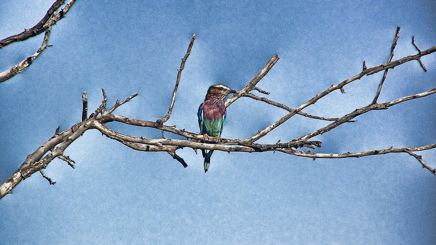 Bird Photograph - Two-Tone by Douglas Barnard