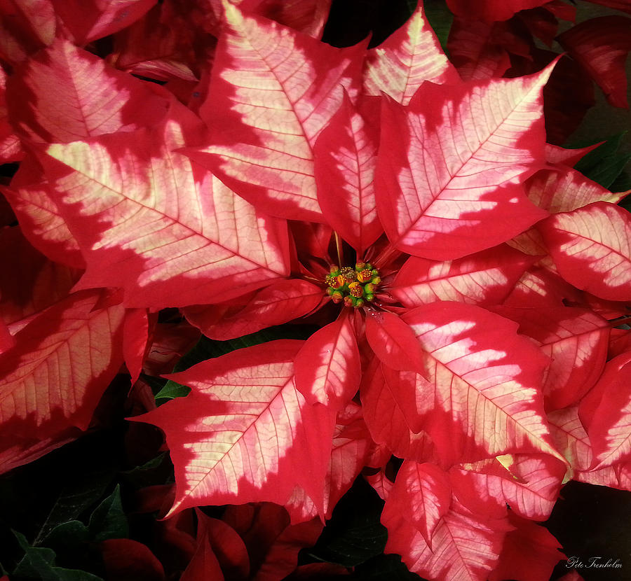 Two-tone Poinsettia Photograph by Pete Trenholm