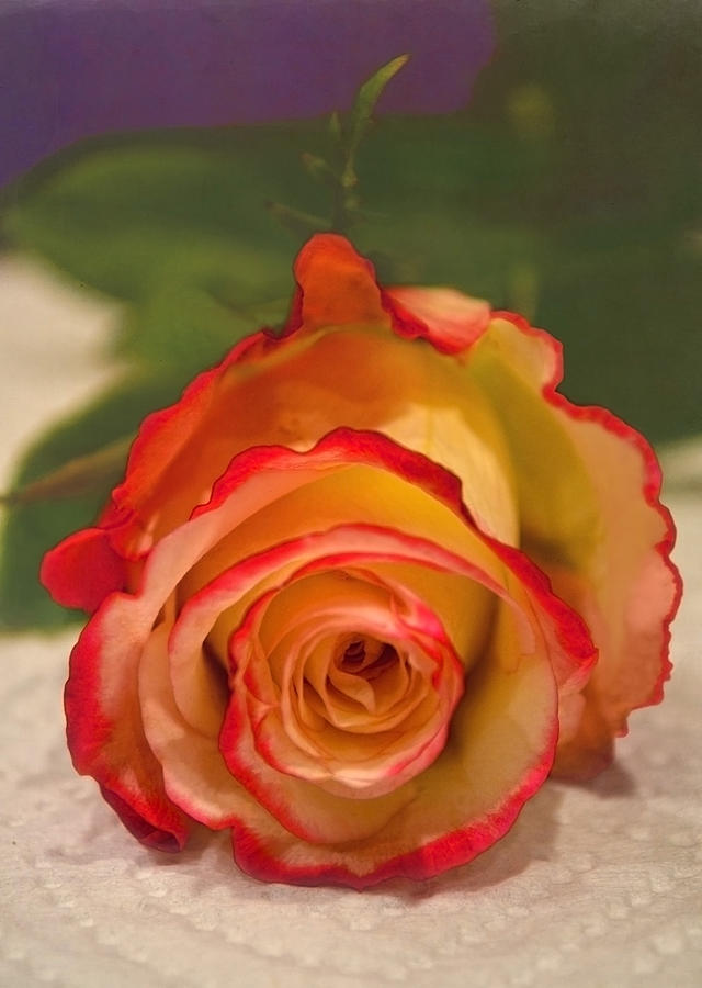 Two Tone Rose Photograph by Sandi OReilly