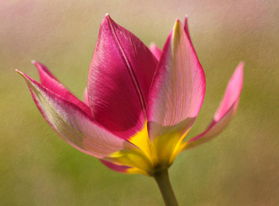 Two-Tone Tulip Photograph by Liz Mackney