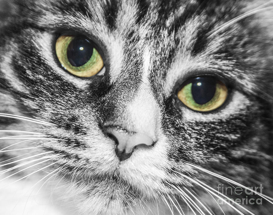 Two Toned Cat Eyes Photograph by Jeannette Hunt
